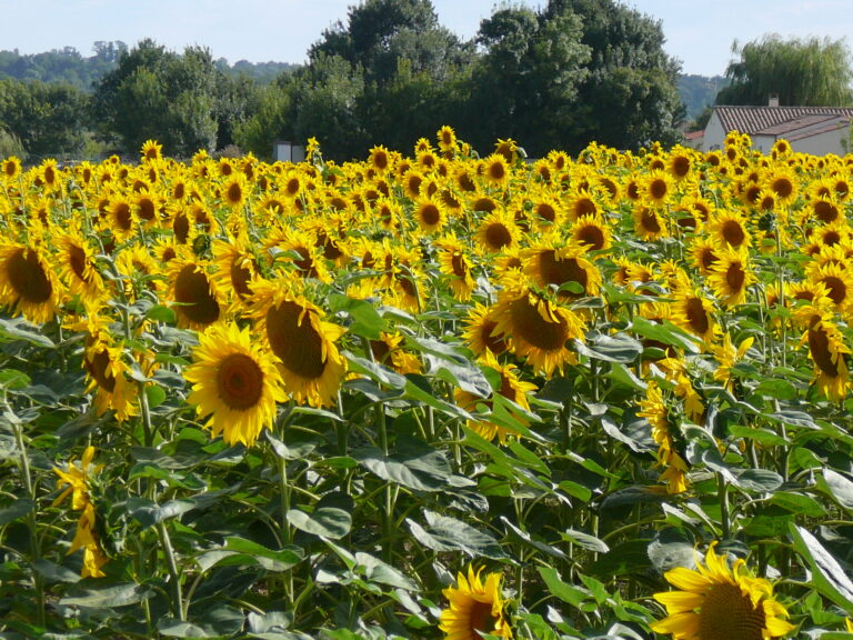Charente-Maritime